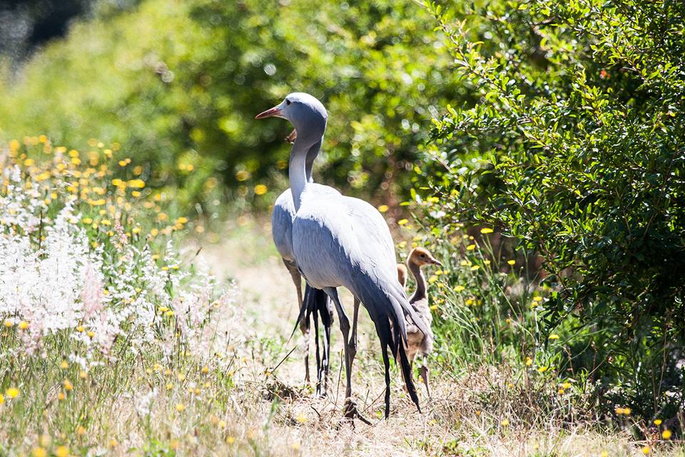 bluecraneswithchicks KZN Crane Foundation
