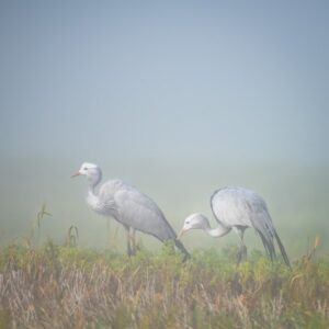 Blue Cranes