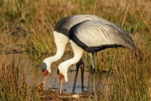 Wattled Crane