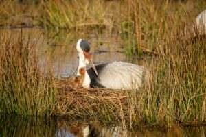 Wattled crane with chick