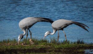 blue cranes on the nest with chick