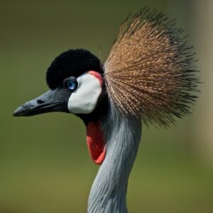 grey crowned crane portrait